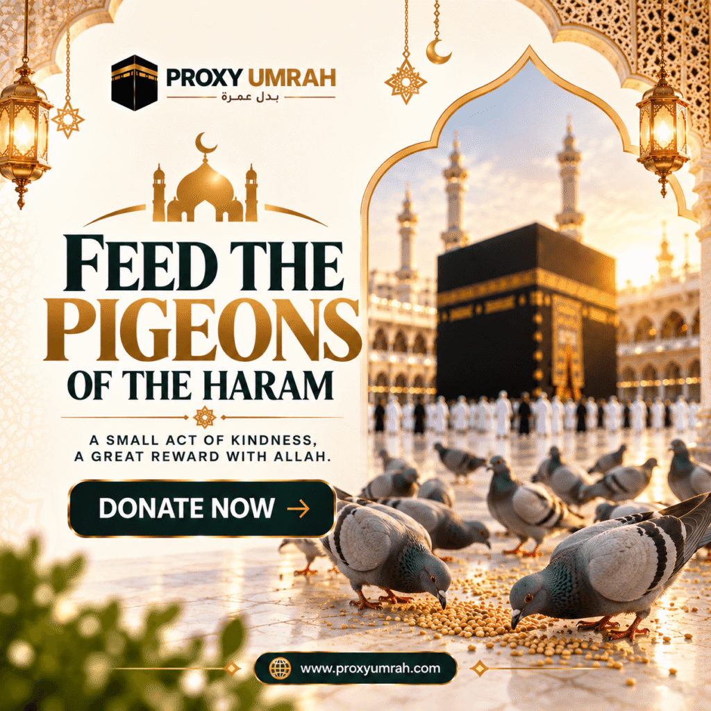 Feed Pigeons